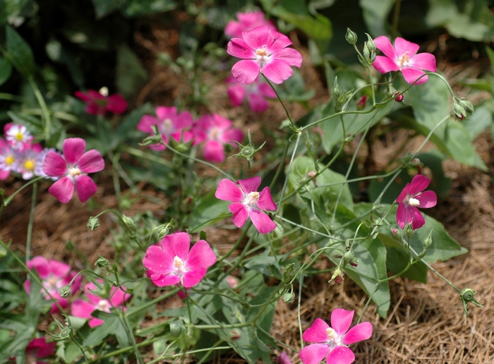 Bush's Wine cup - Callirhoe bushii from Roots Garden Center Inc