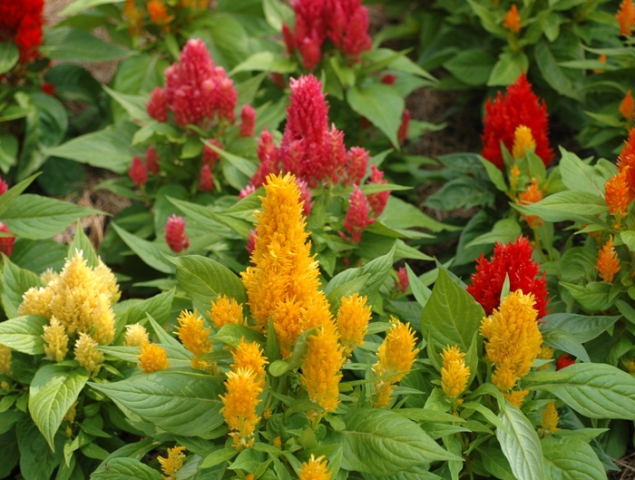 'Ice Cream Mix' Cockscomb - Celosia plumosa from Roots Garden Center Inc