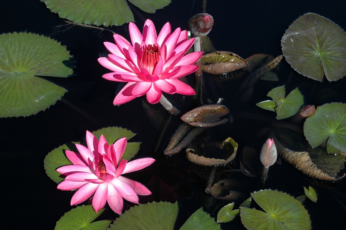 'Catherine Marie' Water Lily - Nymphaea from Roots Garden Center Inc