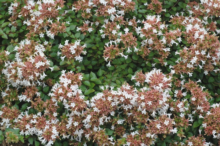 'Rose Creek' Glossy Abelia - Abelia x chinensis from Roots Garden Center Inc