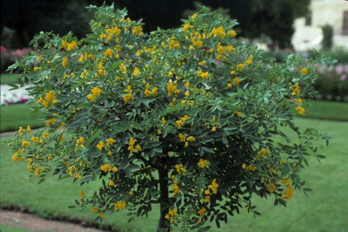 Buttercup Cassia - Cassia (Senna) corymbosa from Roots Garden Center Inc