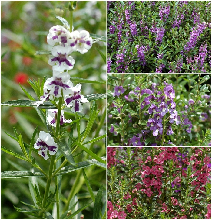 Assorted Angelonia - Angelonia angustifolium from Roots Garden Center Inc
