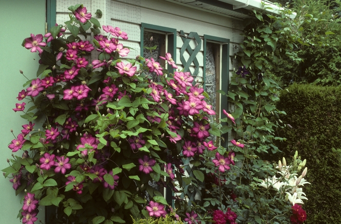 'Bee's Jubilee' - Clematis from Roots Garden Center Inc