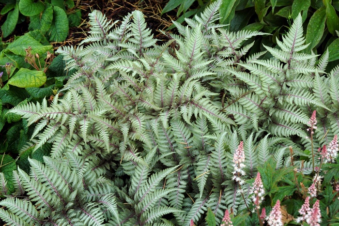 ''Wildwood Twist'' Japanese Painted Fern - Athyrium from Roots Garden Center Inc