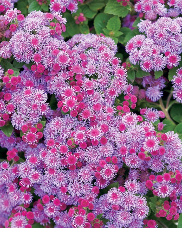 Artist® Blue Violet - Ageratum hybrid 'Flossflower' from Roots Garden Center Inc