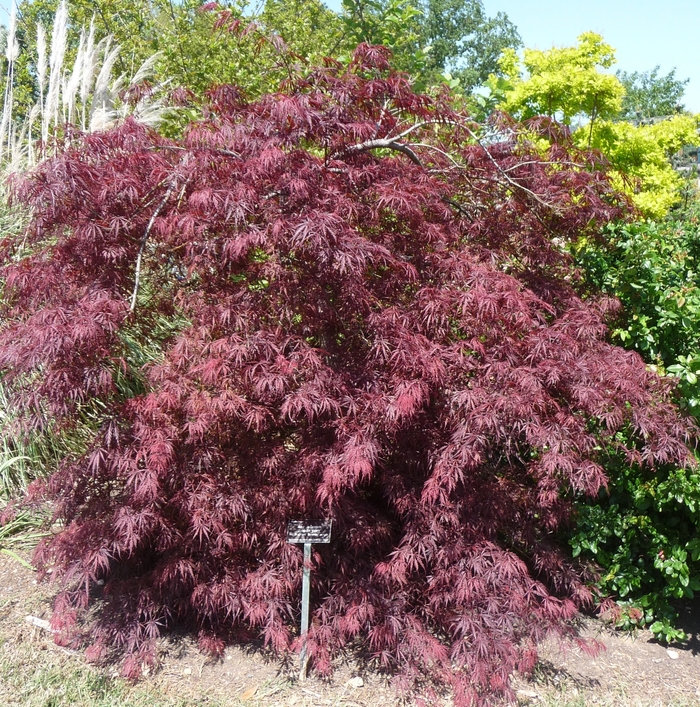'Tamukeyama' Japanese Maple - Acer palmatum var. dissectum from Roots Garden Center Inc