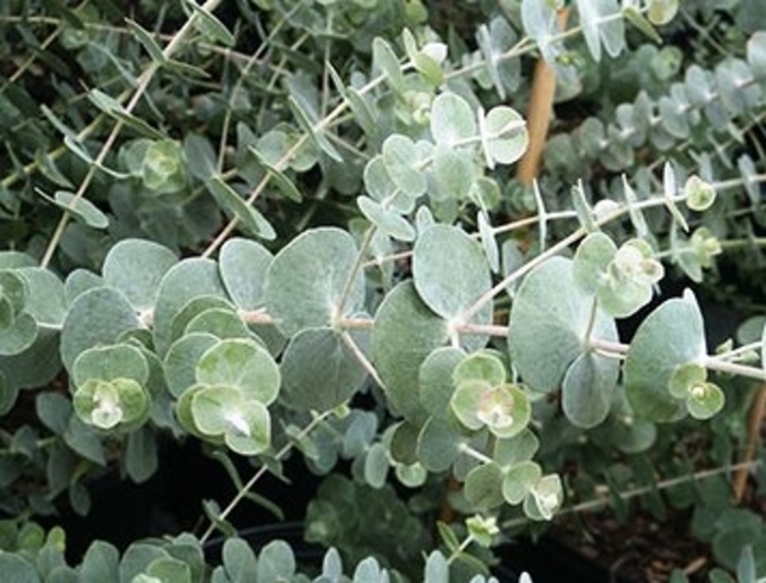 ''Baby Blue'' Silver Dollar Tree - Eucalyptus pulverulenta from Roots Garden Center Inc