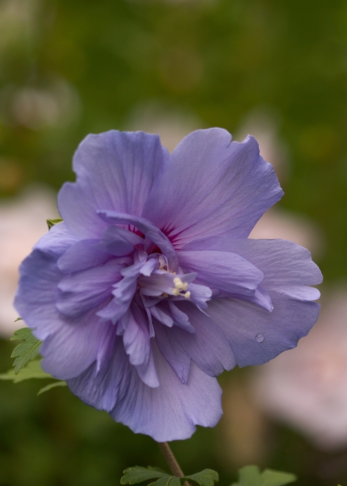 ''Blue Chiffon®'' Rose of Sharon - Hibiscus syriacus from Roots Garden Center Inc
