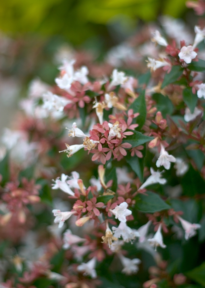 Color Choice® Ruby Anniversary™ - Abelia chinensis 'Keiser' PP21632 from Roots Garden Center Inc