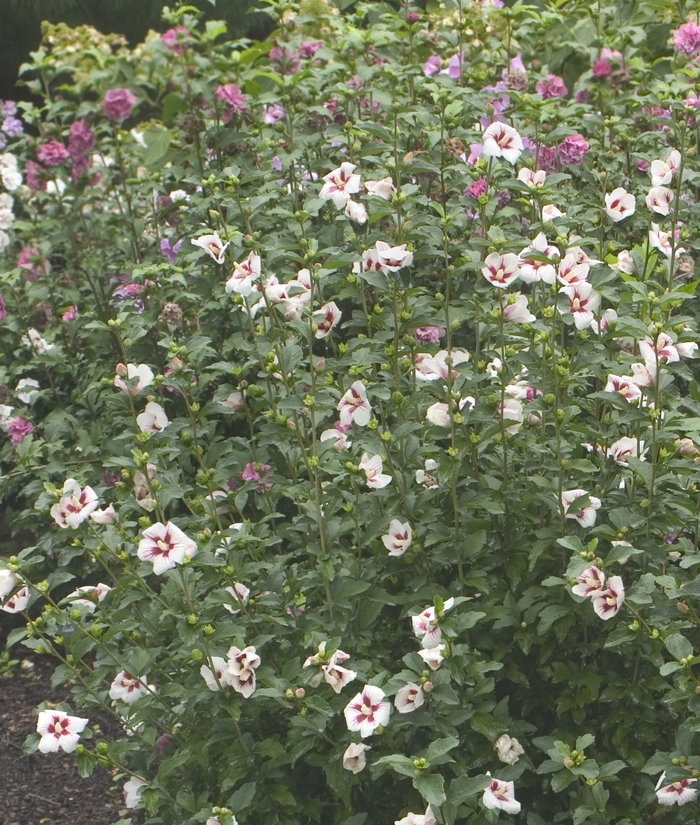 ''Lil'' Kim® Rose'' Rose of Sharon - Hibiscus syriacus from Roots Garden Center Inc