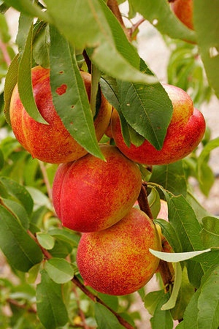 Sunlite Nectarine - Prunus persica var. nucipersica from Roots Garden Center Inc