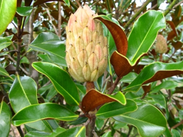 'Bracken's Brown Beauty' - Magnolia grandiflora from Roots Garden Center Inc