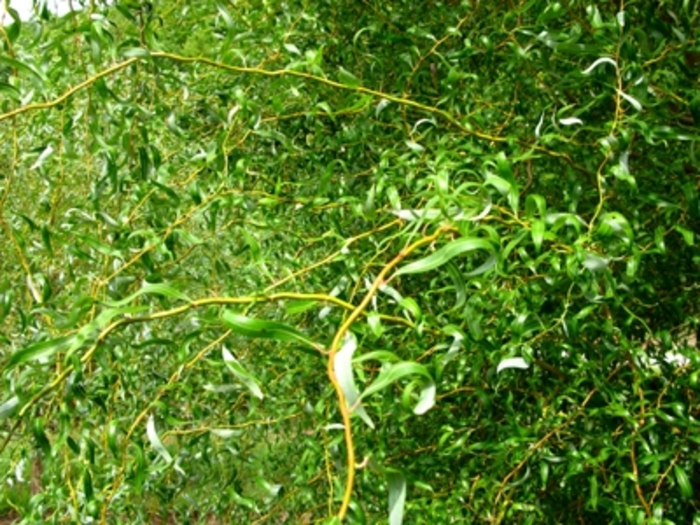 'Golden Curls (Erythroflexuosa)' Corkscrew Willow - Salix matsudana from Roots Garden Center Inc