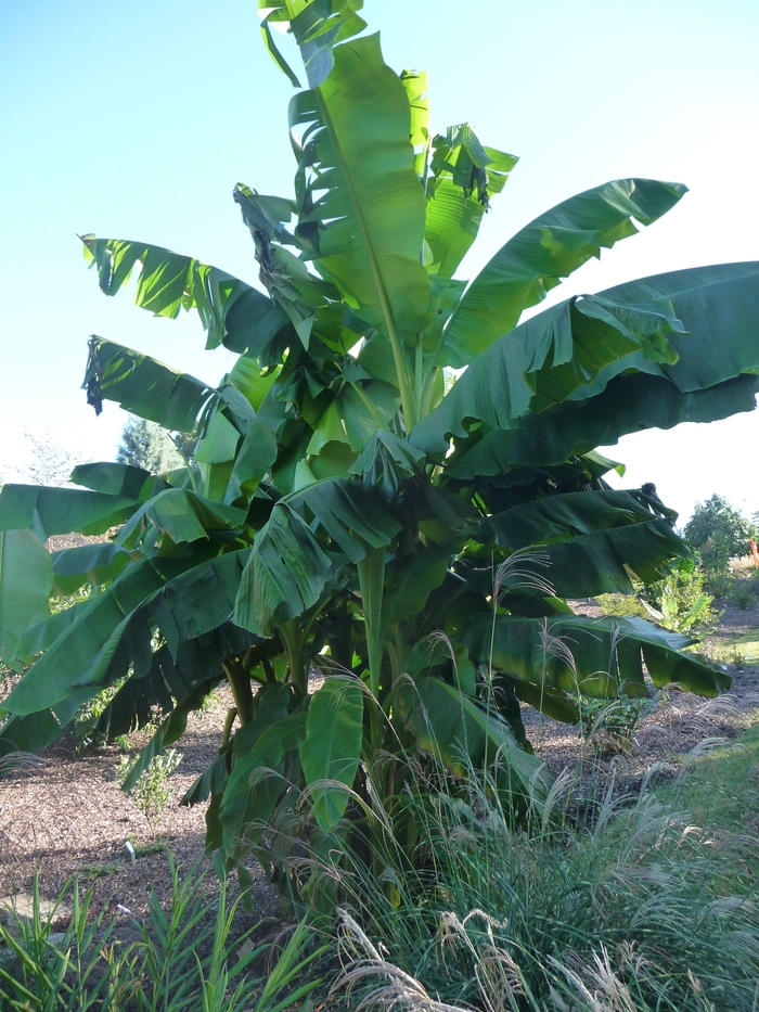 Banana - Musa basjoo from Roots Garden Center Inc