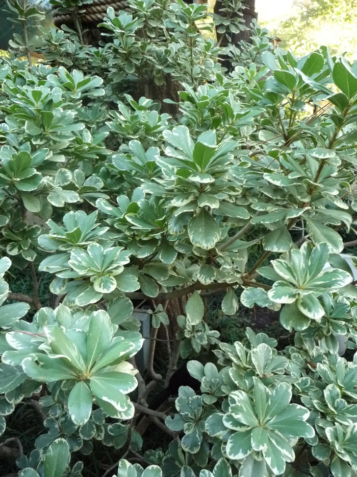 'Variegata' Variegated Mock Orange - Pittosporum tobira from Roots Garden Center Inc