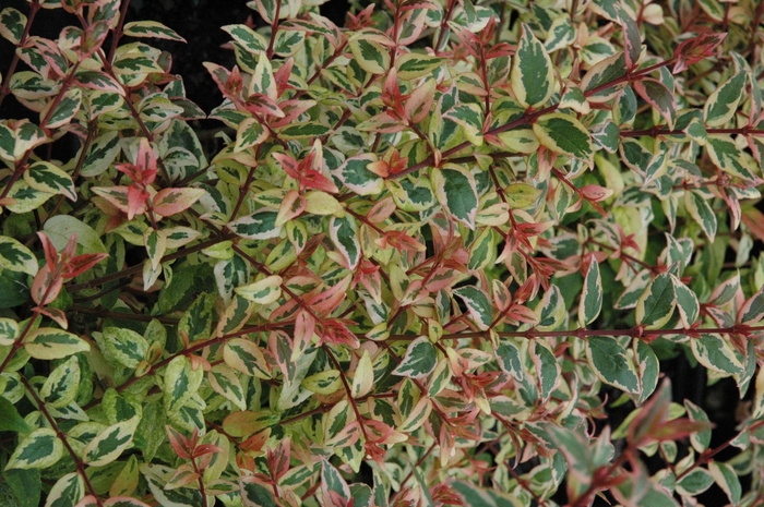 Mardi Gras Abelia - Abelia x ''Mardi Gras'' from Roots Garden Center Inc