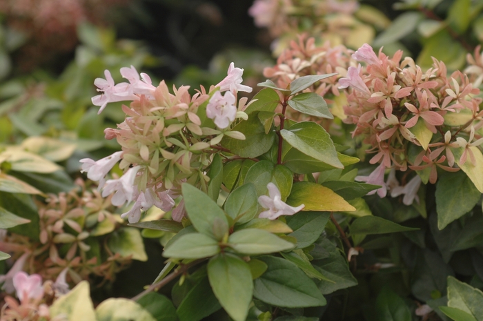 'Canyon Creek' Glossy Abelia - Abelia from Roots Garden Center Inc
