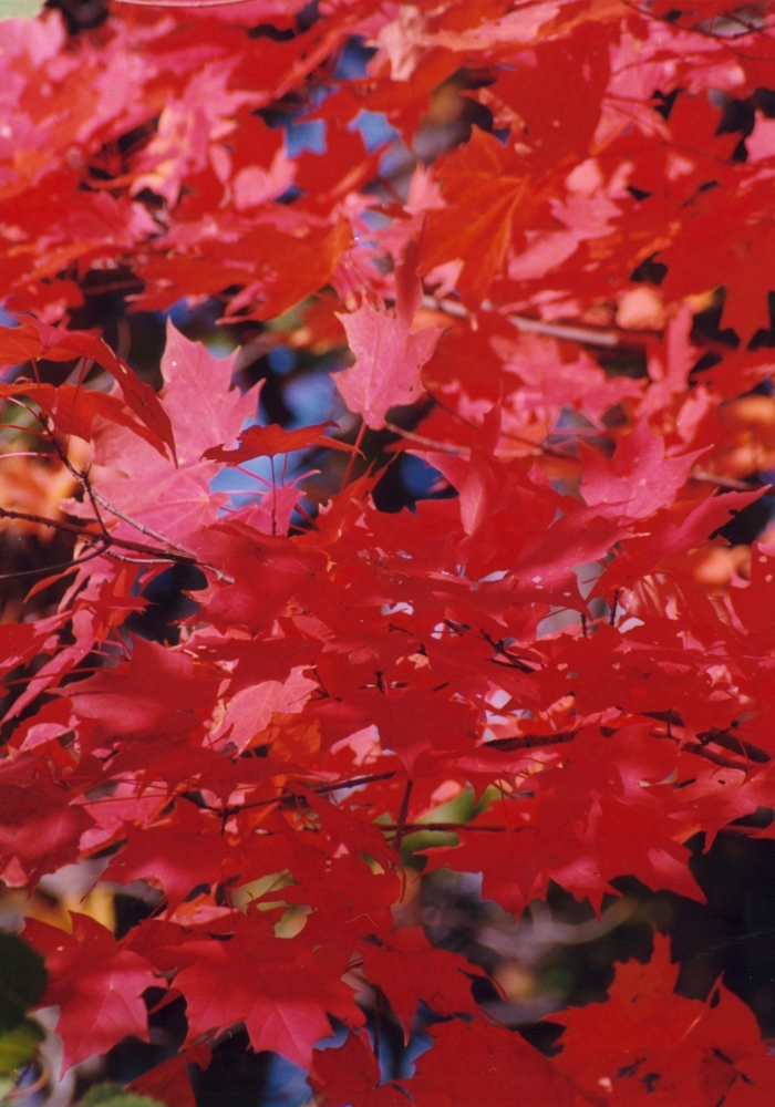 Red Maple - Acer from Roots Garden Center Inc