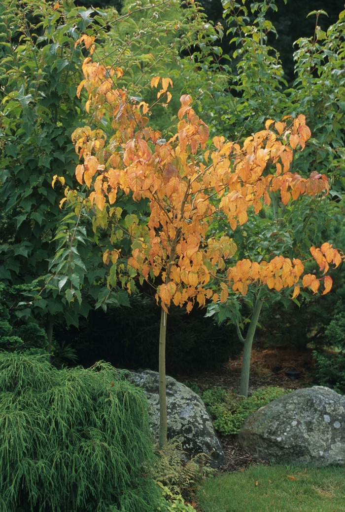 Japanese stripped-bark maple - Acer capillipes from Roots Garden Center Inc