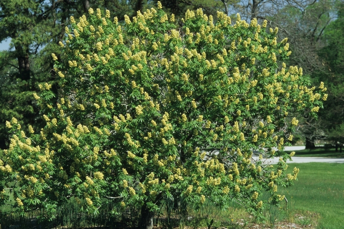 Texas Buckeye - Aesculus glabra var. arguta from Roots Garden Center Inc