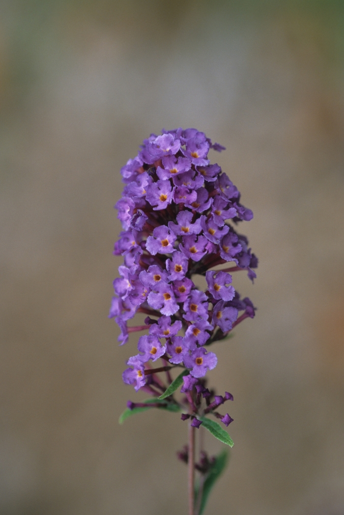 'Nanho Blue' Butterfly Bush - Buddleia davidii from Roots Garden Center Inc