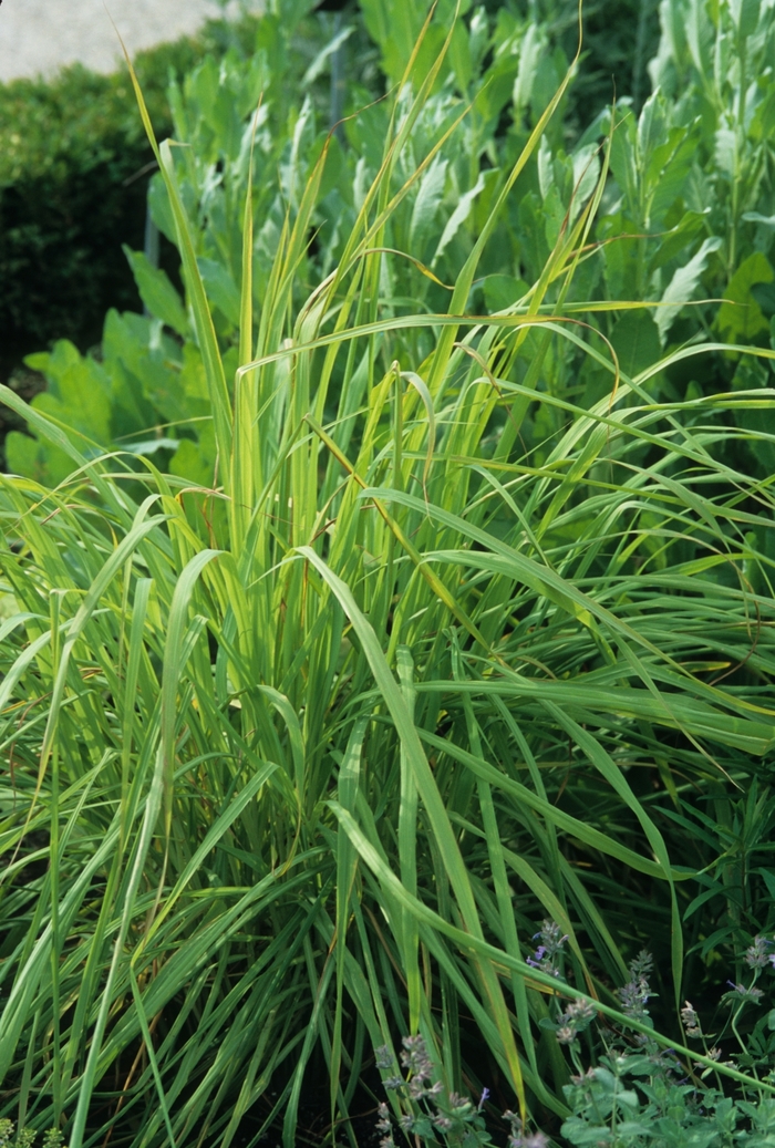 Lemon Grass - Cymbopogon citratus from Roots Garden Center Inc