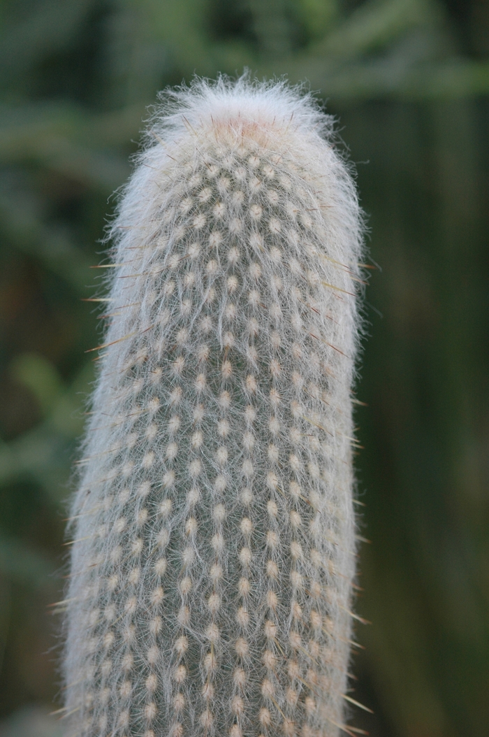 Cactus - Espostoa dautwitzii from Roots Garden Center Inc