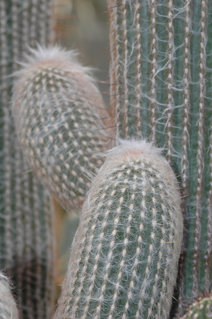 Peruvian Old Man - Espostoa lanata from Roots Garden Center Inc