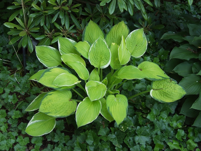 Patriot's Fire Hosta - Hosta 'Patriot's Fire' from Roots Garden Center Inc