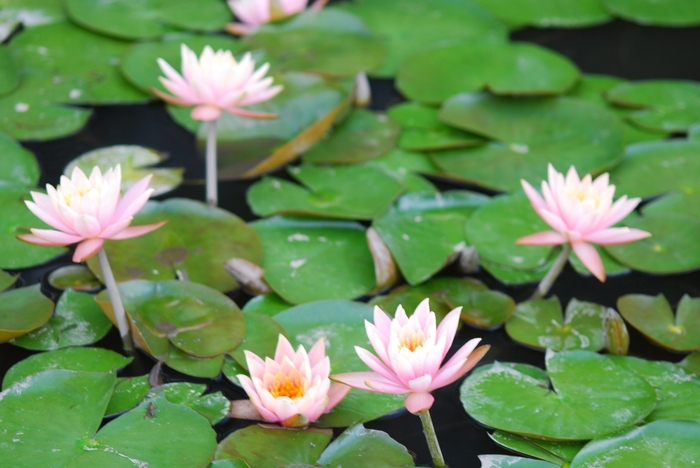 'Colorado' Waterlily - Nymphaea from Roots Garden Center Inc