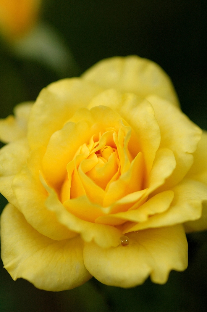 Rose - Rosa 'Brite Lites' from Roots Garden Center Inc