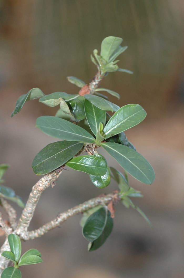 Desert Rose - Adenium obesum from Roots Garden Center Inc