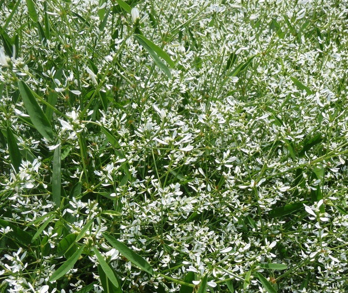Diamond Frost® - Euphorbia from Roots Garden Center Inc