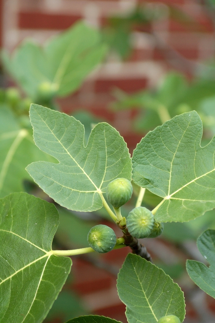 Brown Turkey Fig - Ficus carica 'Brown Turkey' from Roots Garden Center Inc