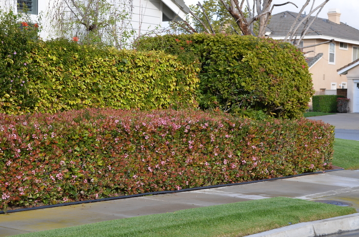 'Edward Goucher' - Abelia from Roots Garden Center Inc