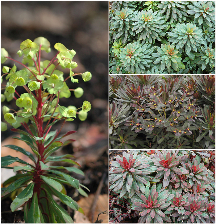 'Multiple Varieties' Spurge - Euphorbia from Roots Garden Center Inc