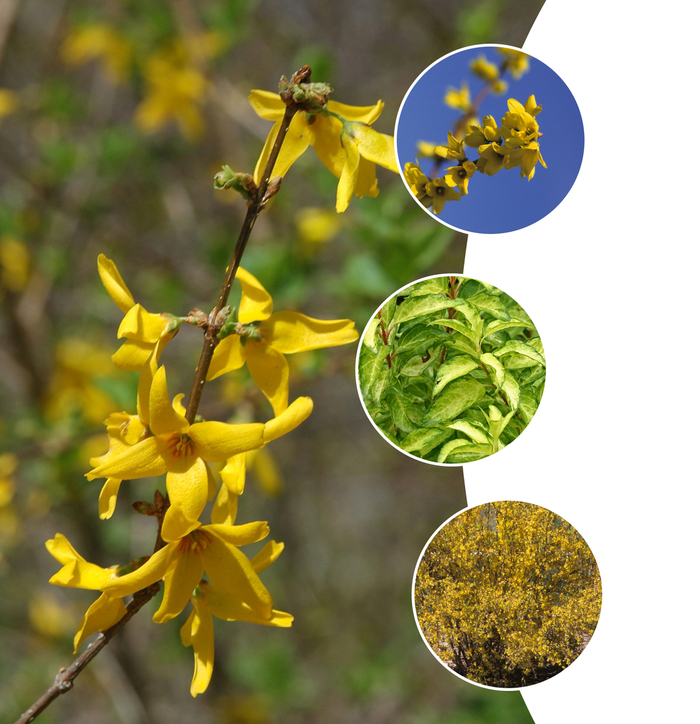Forsythia Multiple Varieties - Forsythia from Roots Garden Center Inc
