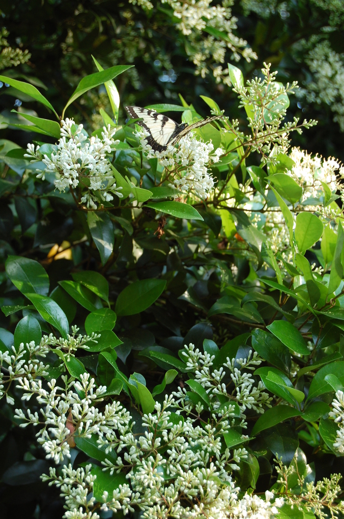 Wax Ligustrum - Ligustrum japonicum from Roots Garden Center Inc