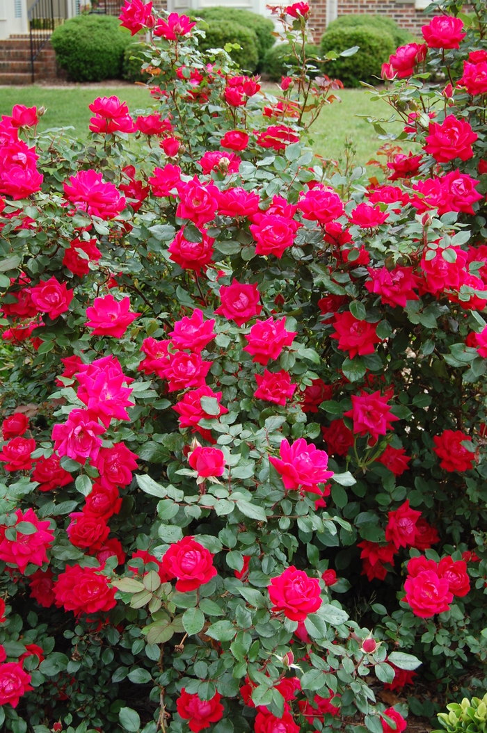 Knock Out® - Rose from Roots Garden Center Inc