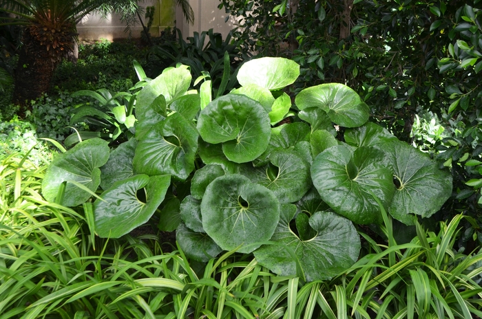 'Giganteum' Giant Leopard Plant - Farfugium japonicum from Roots Garden Center Inc