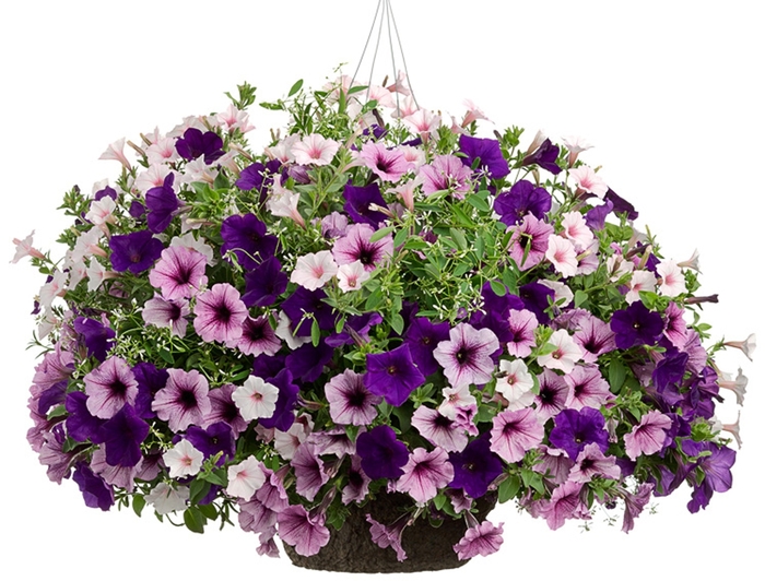 Blueberry Hill - Purple Shades Mix Hanging Basket from Roots Garden Center Inc