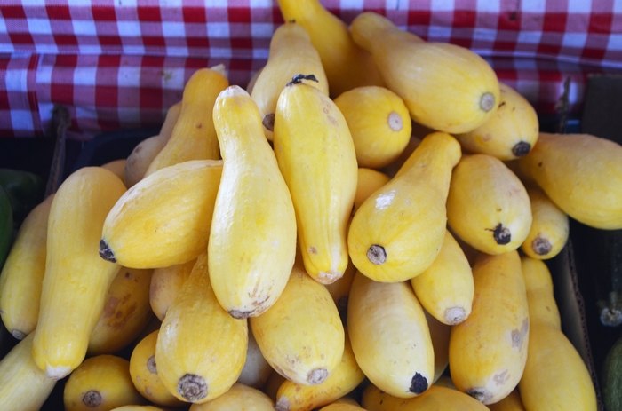 'Straightneck' Summer Squash - Cucurbita pepo from Roots Garden Center Inc
