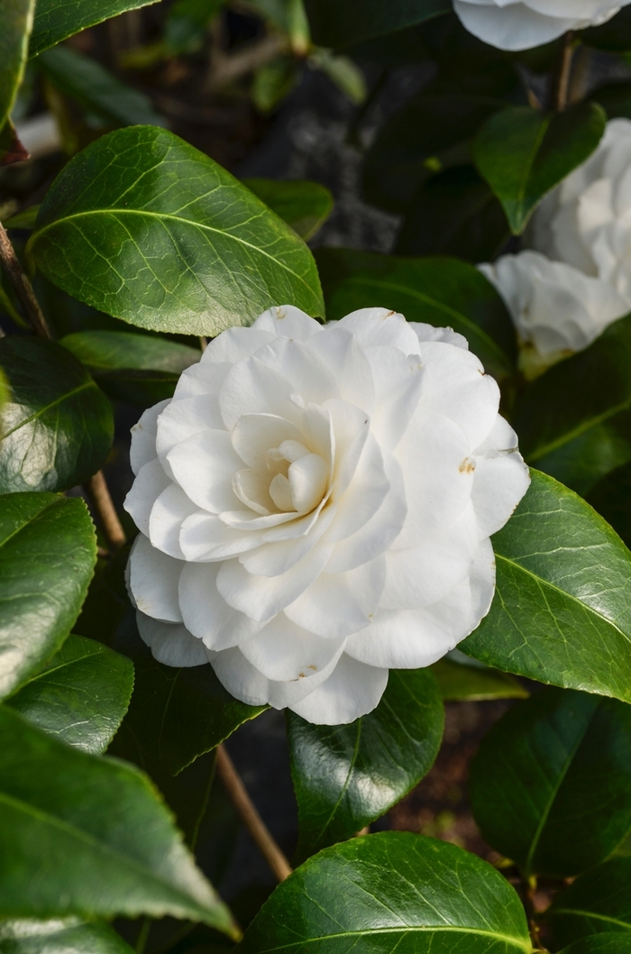 Camellia - Camellia japonica from Roots Garden Center Inc