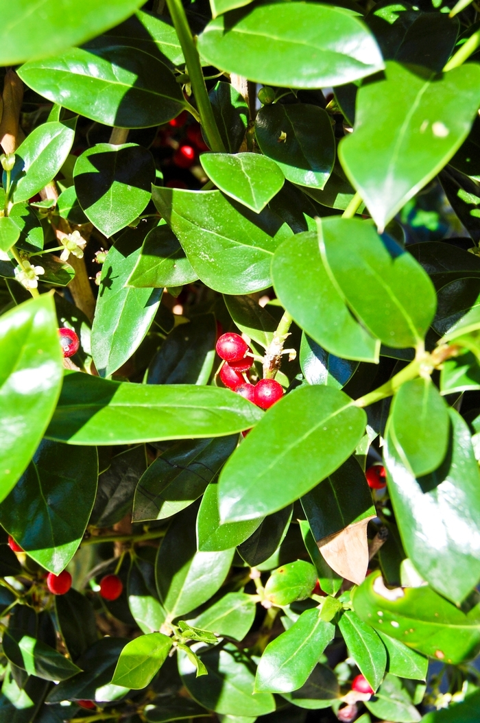 'Needlepoint' Chinese Holly - Ilex cornuta from Roots Garden Center Inc