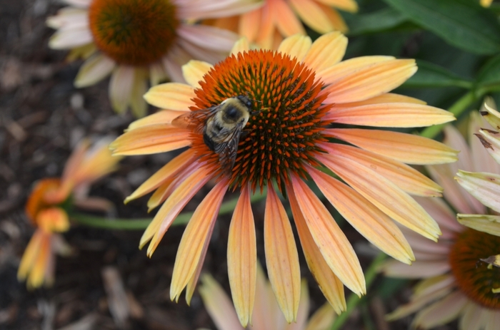 'Big Kahuna' Coneflower - Echinacea from Roots Garden Center Inc