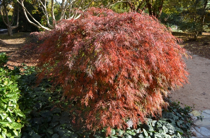 'Crimson Queen' Japanese Maple - Acer palmatum var. dissectum COPY from Roots Garden Center Inc