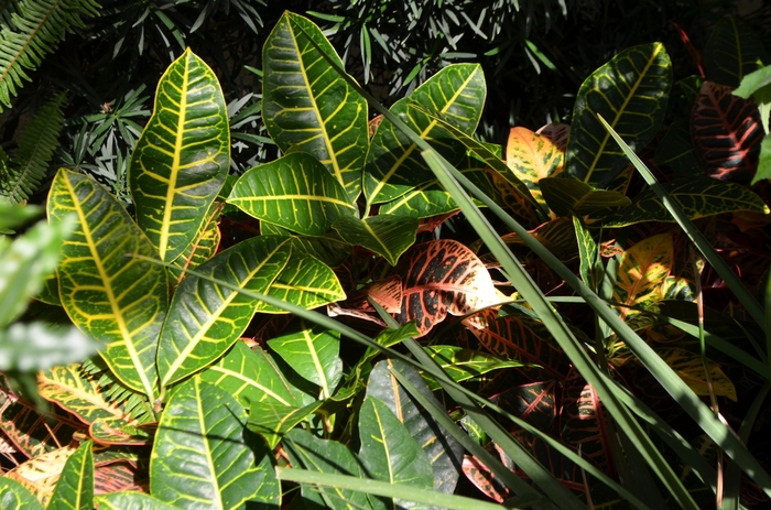 'Petra' Croton - Codiaeum variegatum from Roots Garden Center Inc
