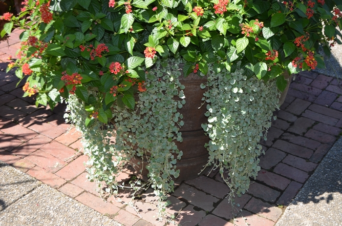 'Silver Falls™' - Dichondra argentea from Roots Garden Center Inc