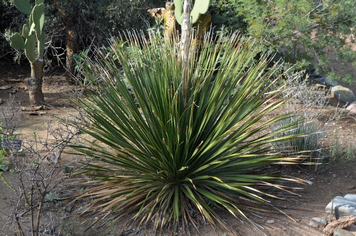 Texas Sotol - Dasylirion texanum from Roots Garden Center Inc