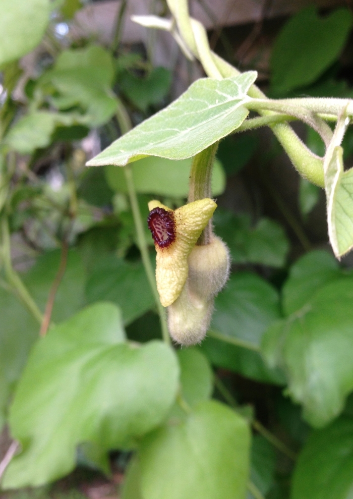 Dutchman's Pipe - Aristolochia durior from Roots Garden Center Inc